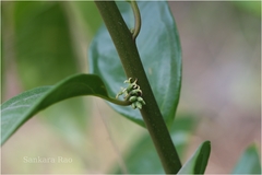 Sarcococca saligna
